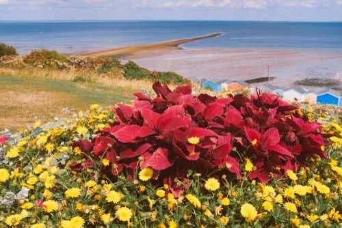 A display of a brightly coloured plant and wild flowers on the grass slopes behind Tankerton beach huts