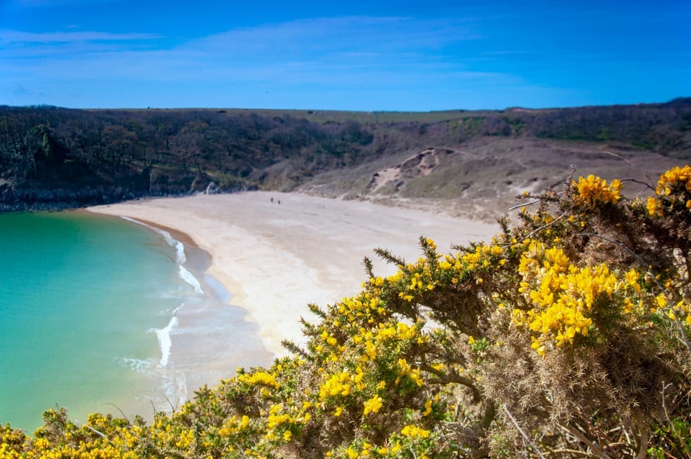 View of Barafundle Bay Beach from top