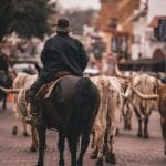 Cattle drive in the Fort Worth Stockyards