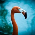 Jacksonville Zoo Flamingo bird reflection in the water