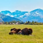 Bisons, buffalos, Alaska Wildlife Conservation Center, Alaska, USA
