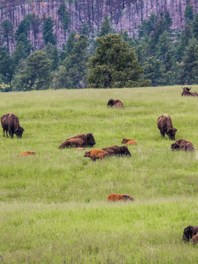 Interesting things to know about South Dakota