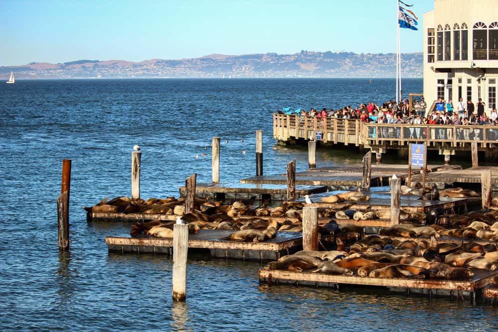 Sea Lions at San Francisco's Pier 39 with tourists in the background, USA.
