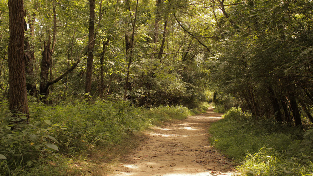 A trail in the woods at Tom Sawyer State Park