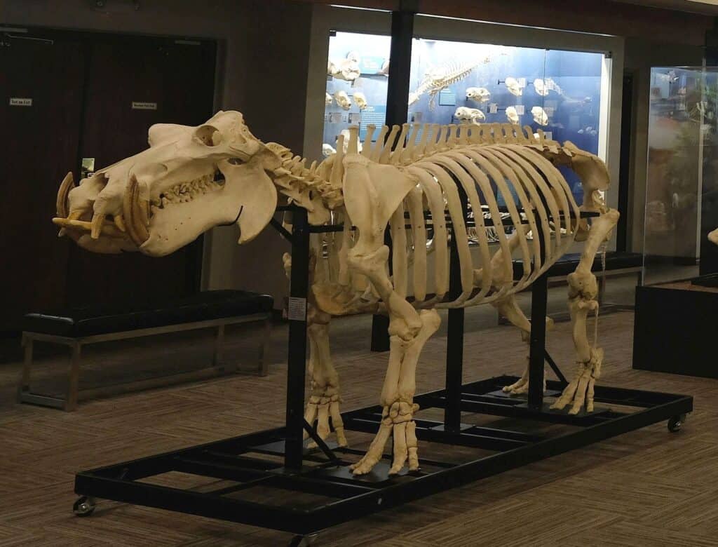 Museum of Osteology