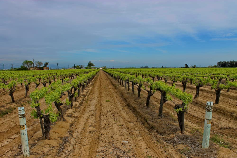 Vineyards in Fresno
