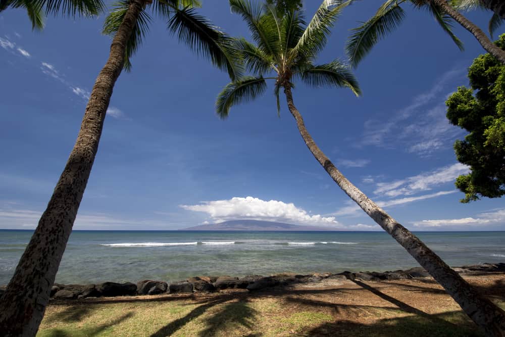 Palm trees at Launiupoko Beach Park, near Lahaina, Maui, Hawaii