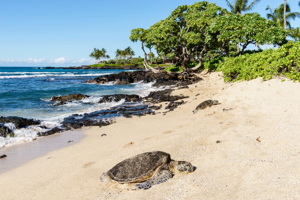 Sunbathing Green Sea Turtles in the Kikaua Point Park, Big Island, Hawaii