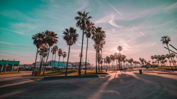 Venice beach sunrise palm trees