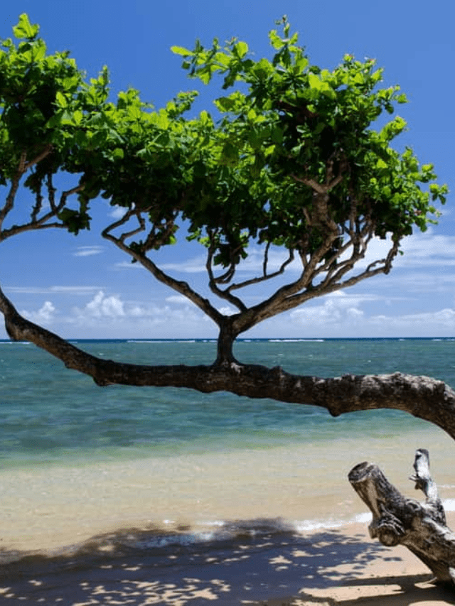 10 Best Kauai Beaches for Families Story Poster Image