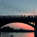 Bat Bridge