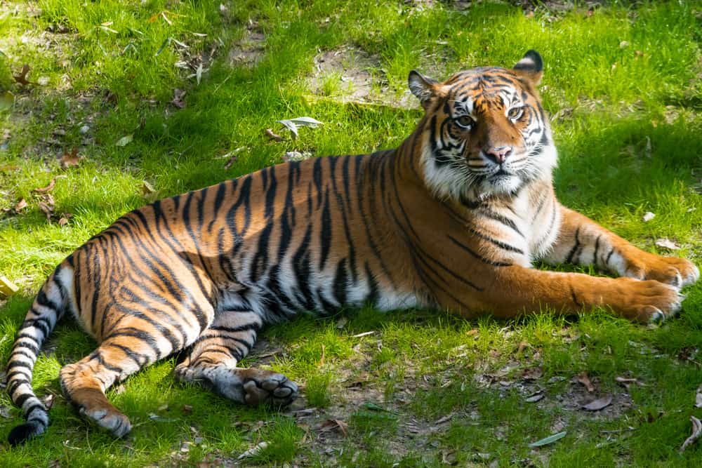 Tiger at Dallas Zoo