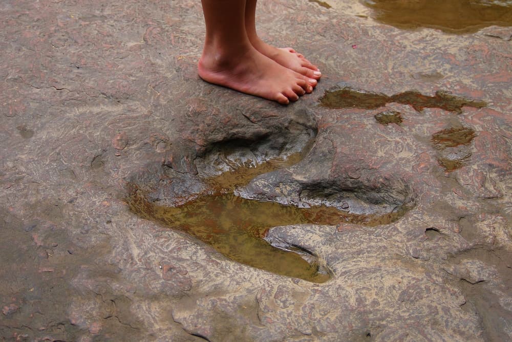 Dino Tracks El Paso