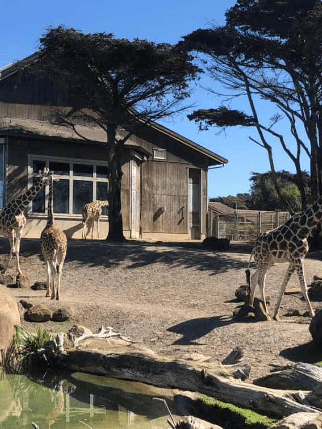 Things to do in San Francisco with Kids