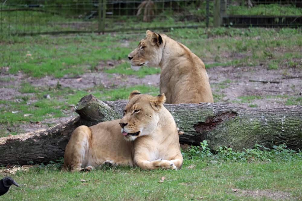 Jacksonville Zoo and Gardens