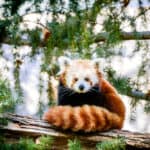 Cute Red Panda from China, At Sacramento Zoo of California