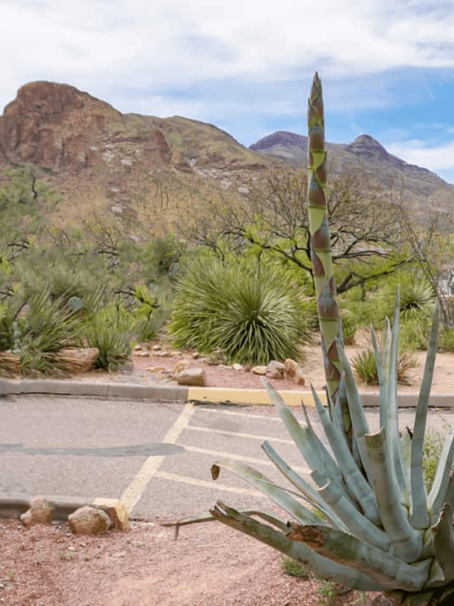 Things to do in El Paso with Kids